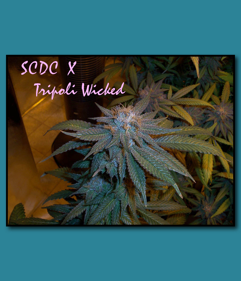 An image of SCDC x Tripoli Wicked