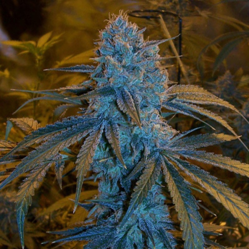 An image of Strawberry Frost