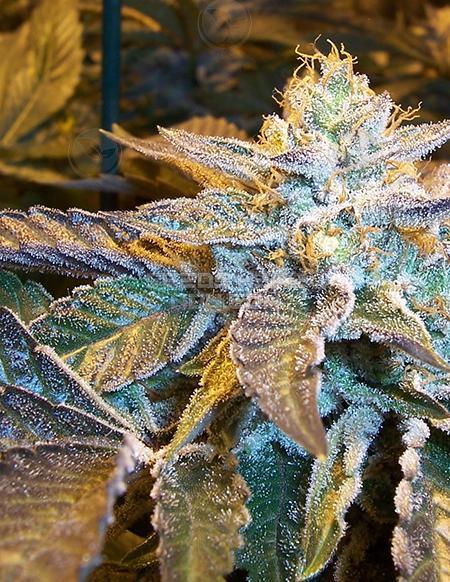 An image of Tripoli Wicked #6 x Clementine