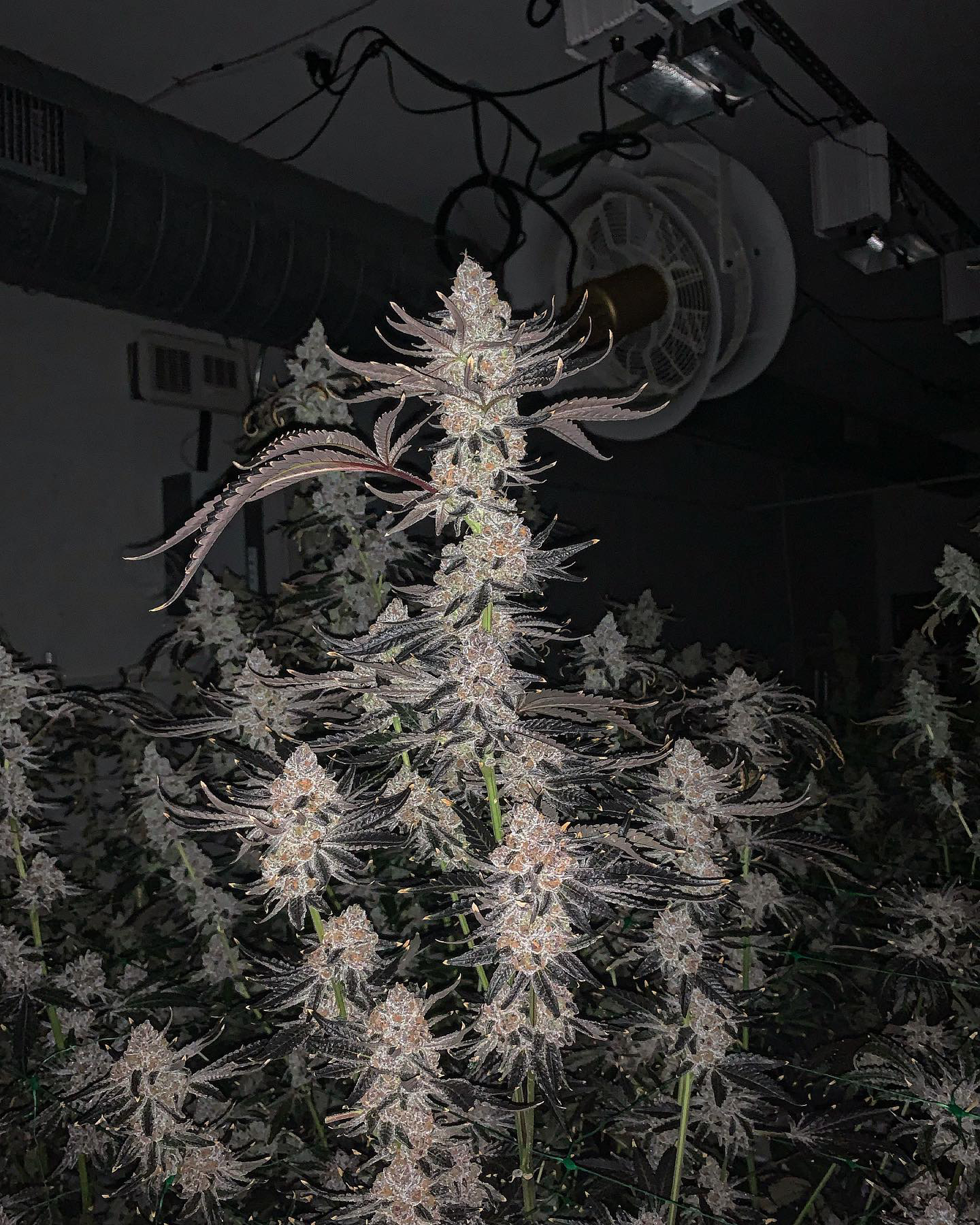 An image of BLU33