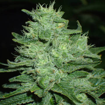 An image of (G13 Hashplant x Chitral) F3 x Taskenti F2