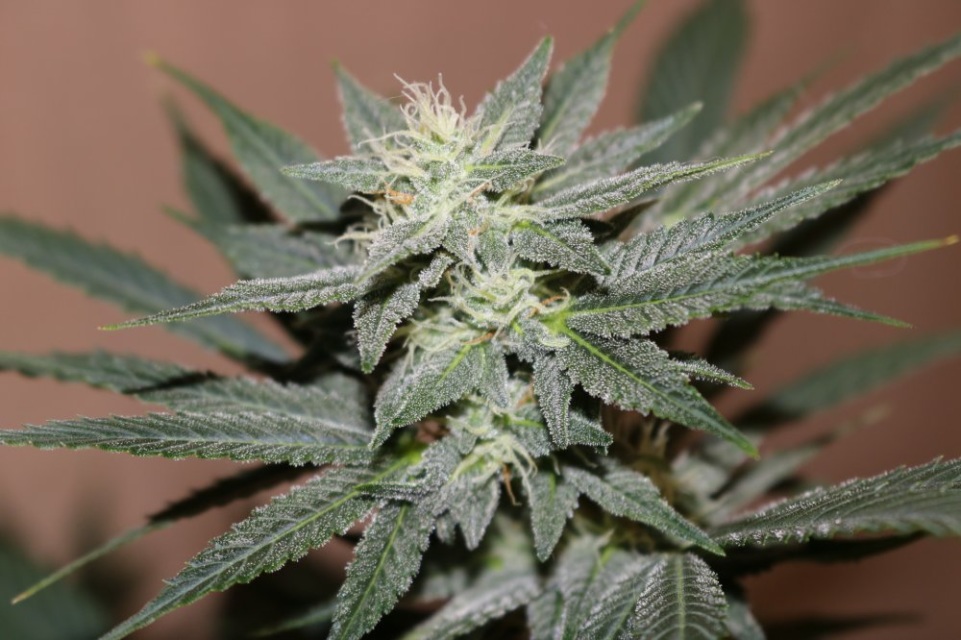 An image of Bubba Trouble