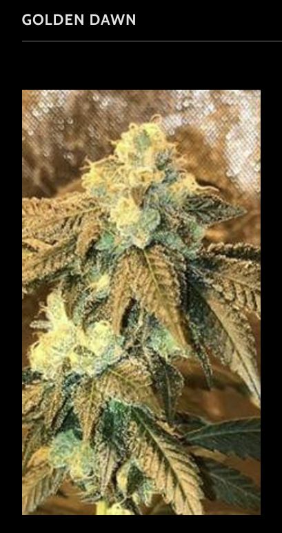 An image of Golden Dawn
