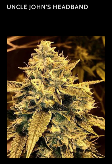 An image of Uncle John's Headband