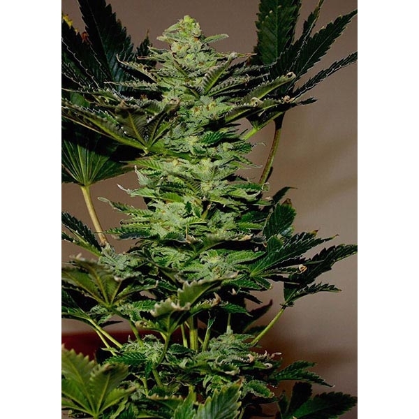 An image of Amnesia