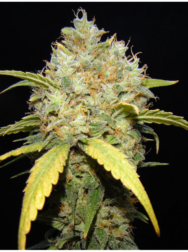 An image of Critical Ganja