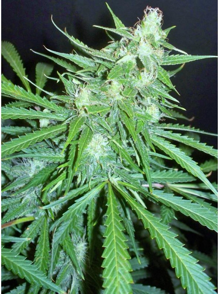 An image of Super Auto Skunk