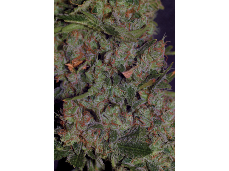 An image of Auto Blueberry