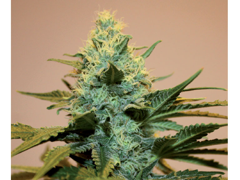 An image of Auto Critical Zone
