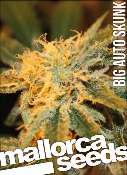An image of Big Auto Skunk