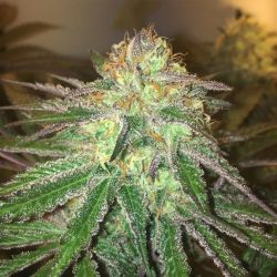An image of Amnesia Cookies