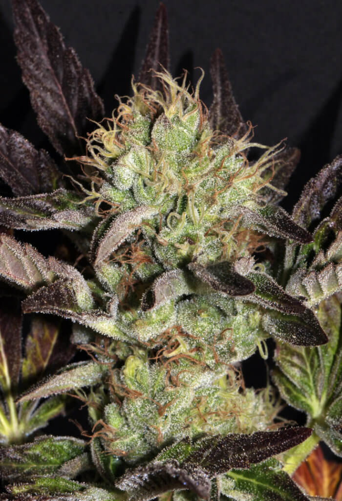 An image of Big Apple Cookies