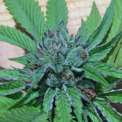 An image of Fire Afghan Cookies