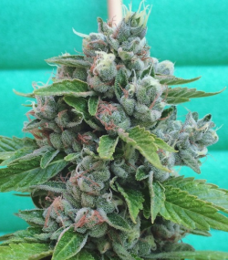 An image of Sour Cookies