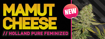 An image of Mamut Cheese