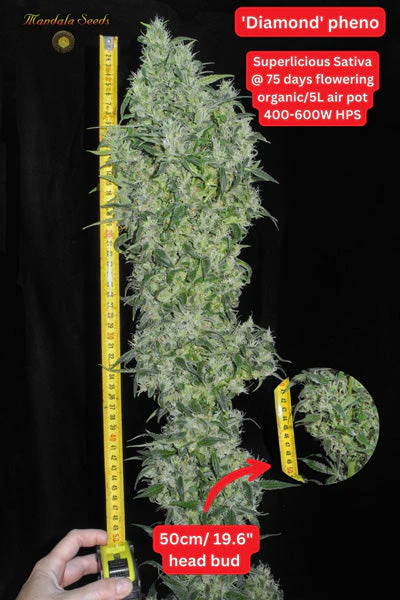 An image of Superlicious Sativa