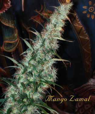 An image of Mango Zamal
