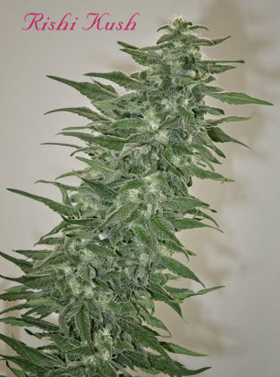 An image of Rishi Kush