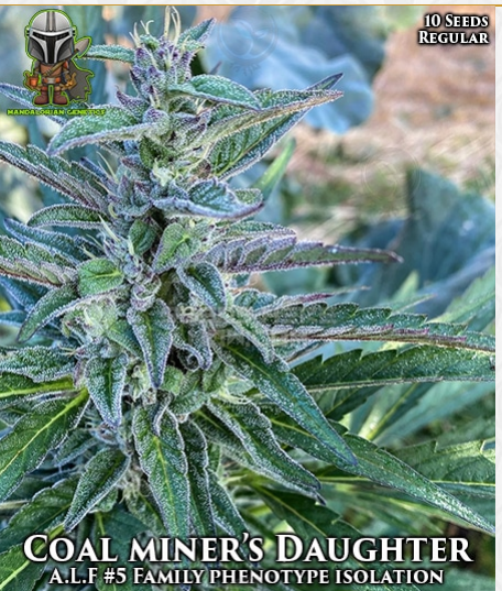 An image of Coal Miner’s Daughter
