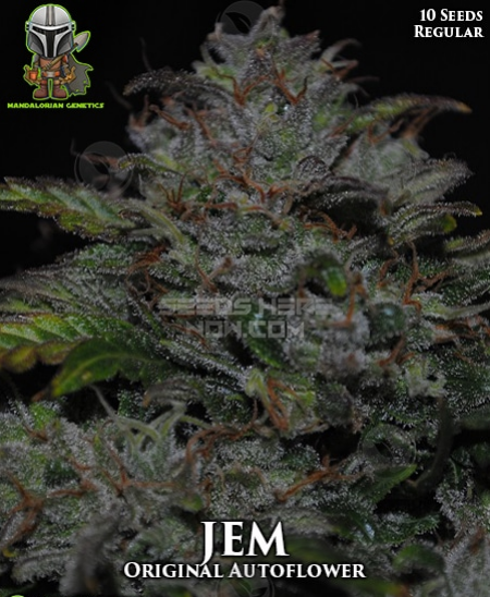 An image of JEM