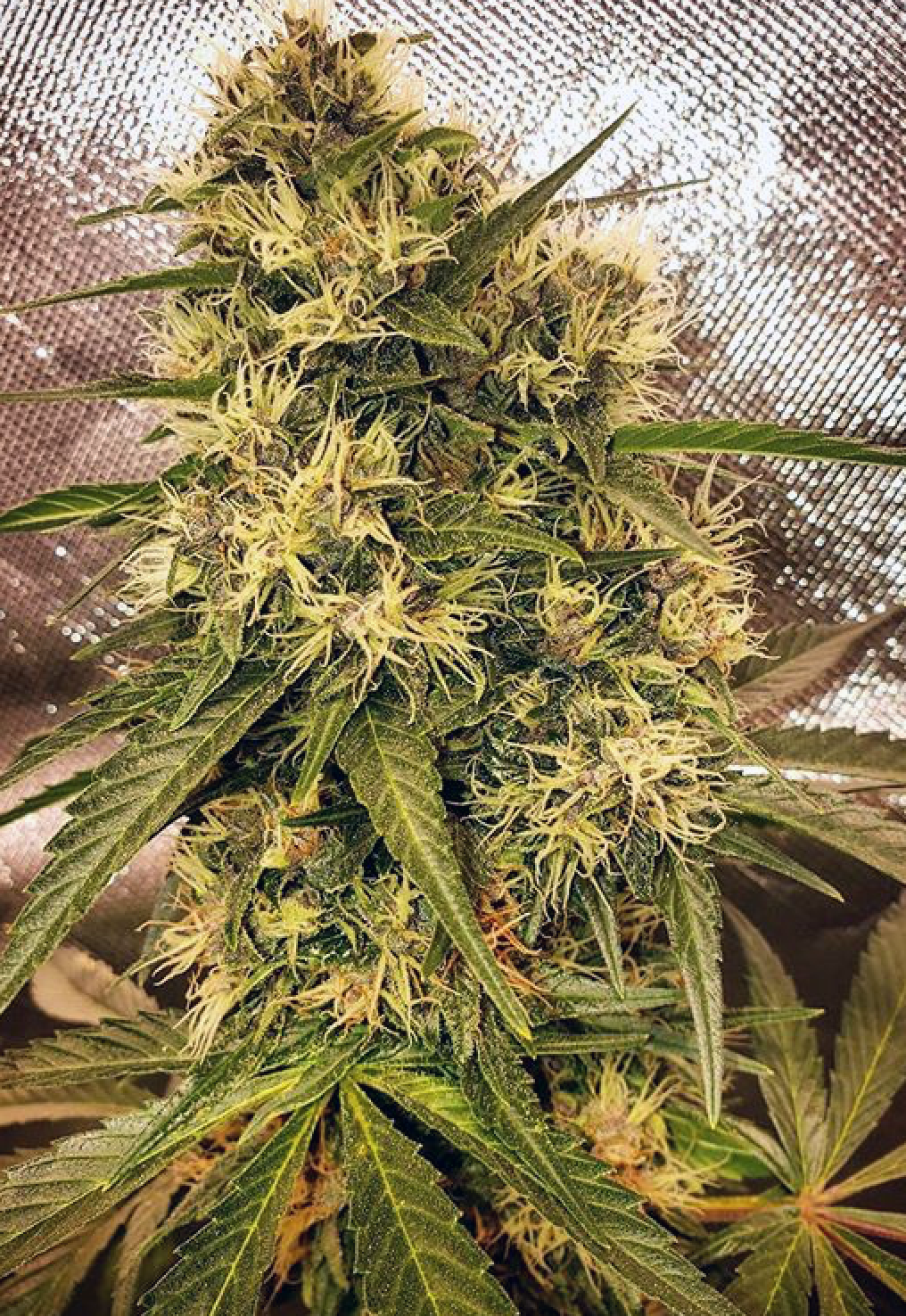 An image of Acapulco Pupil
