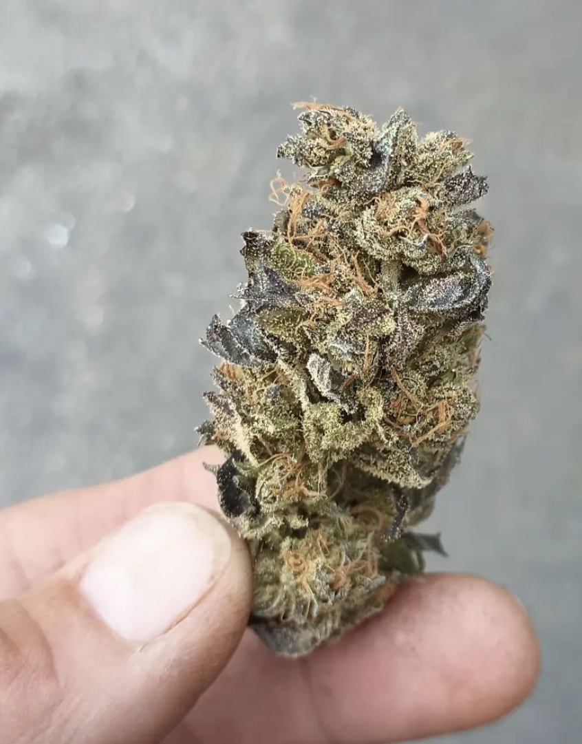 An image of Blue Irene
