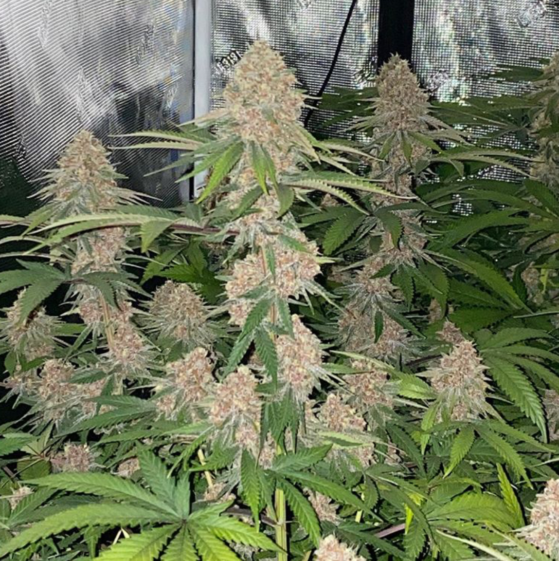 An image of CBD Pupil V1