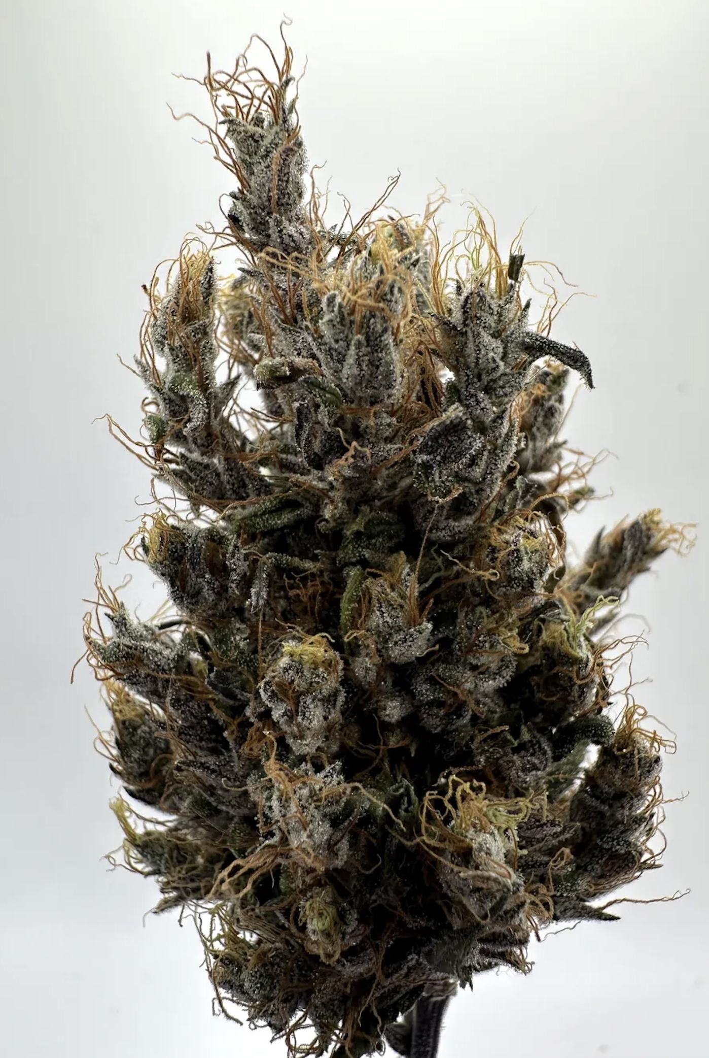 An image of Chem 91 x Laos