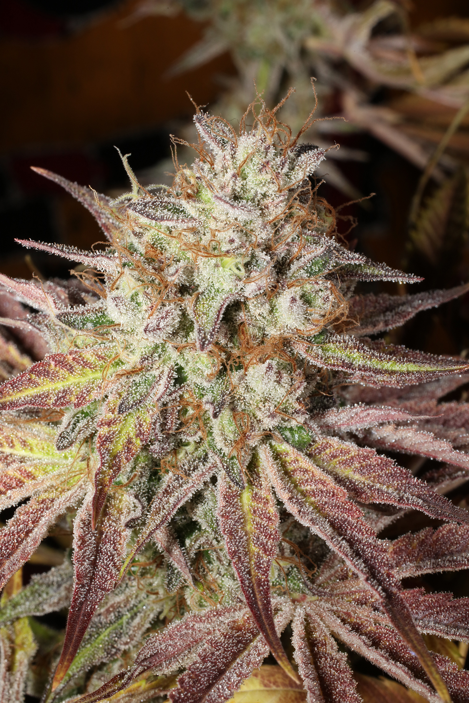 An image of Cuntz - Orange Pheno