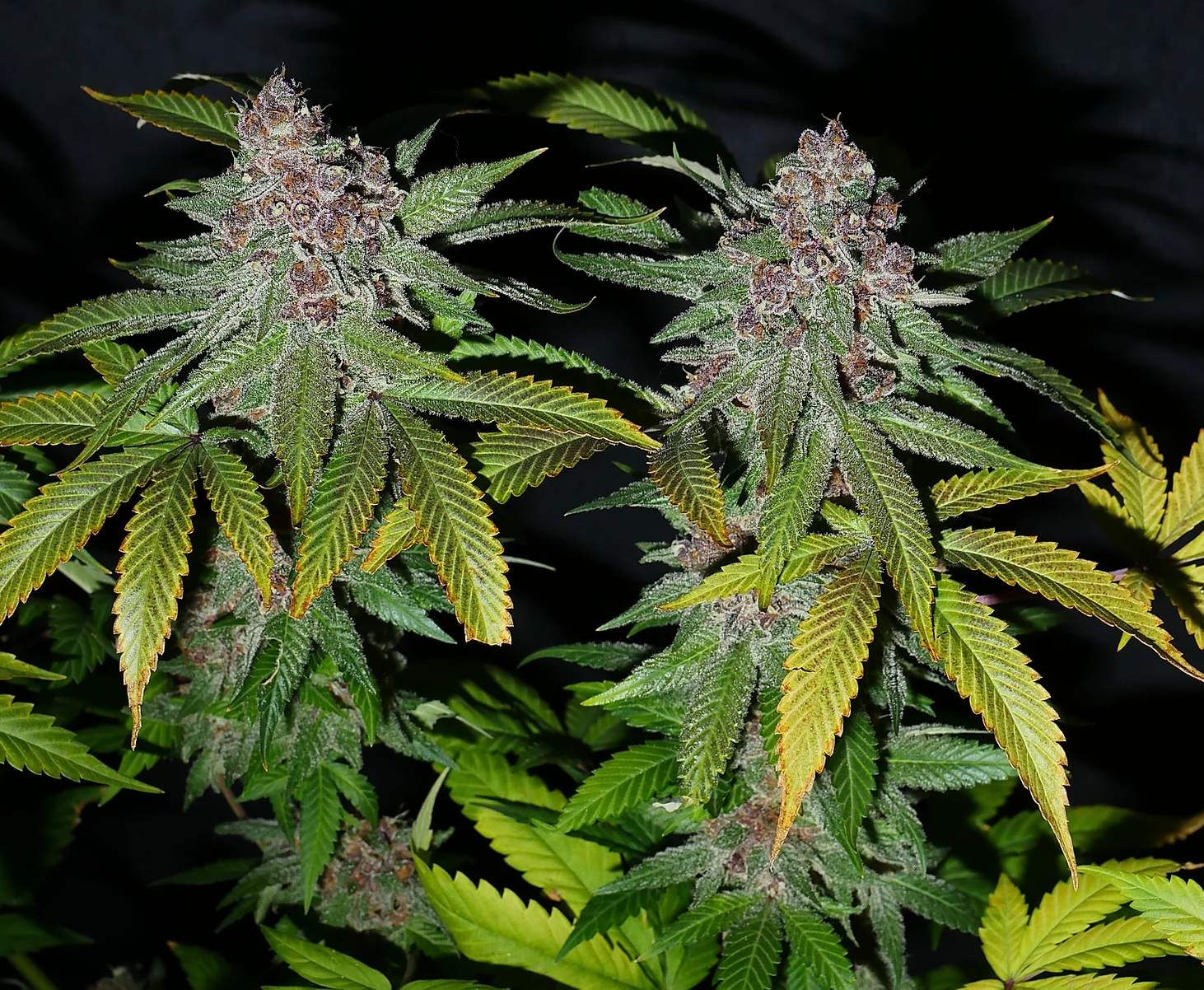 An image of Grandaddy Pupil