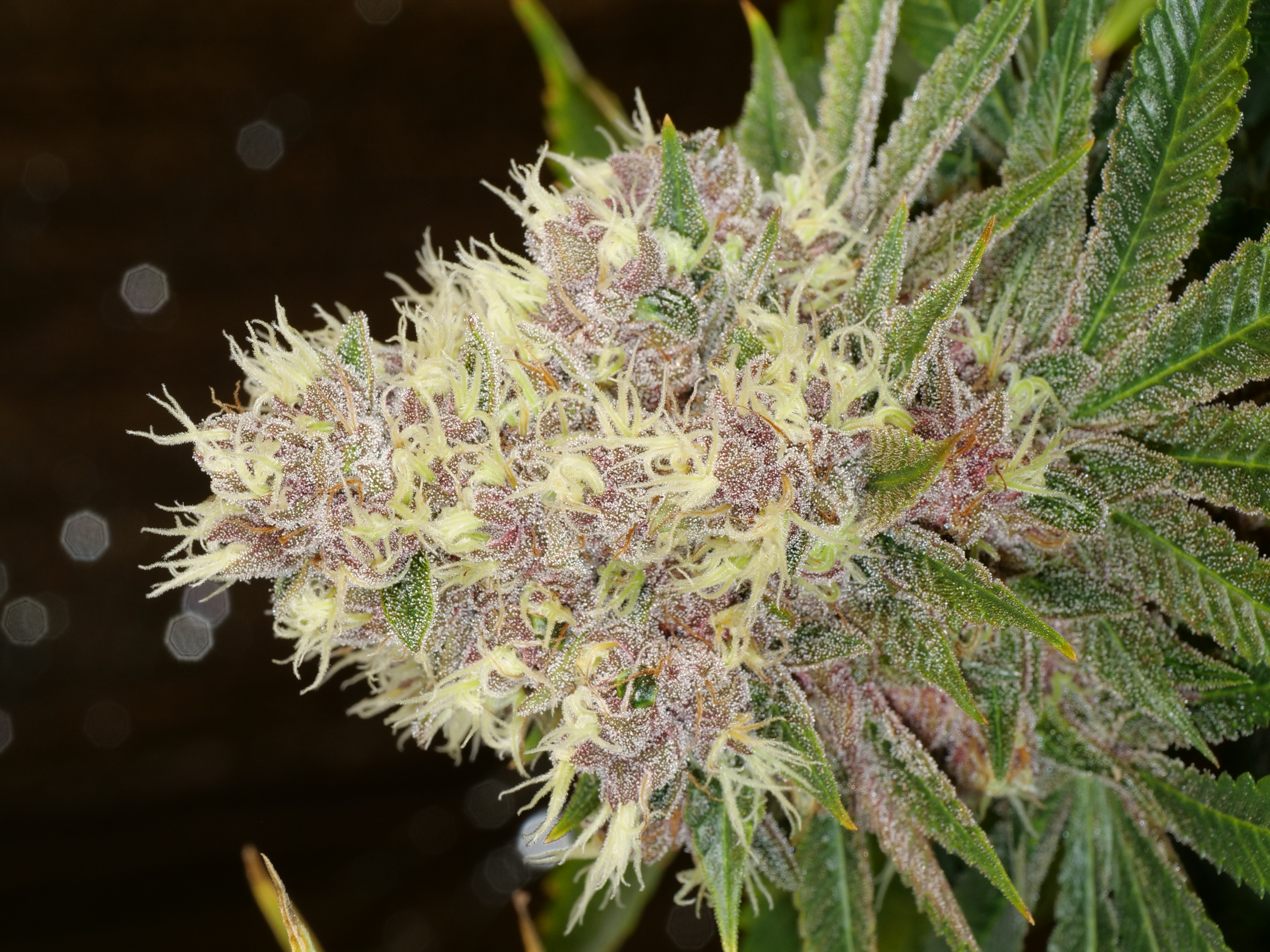 An image of Grape LSD