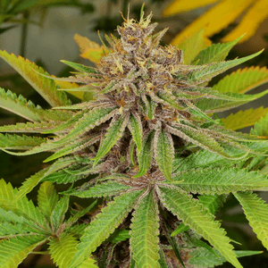 An image of Grape Pupil V2