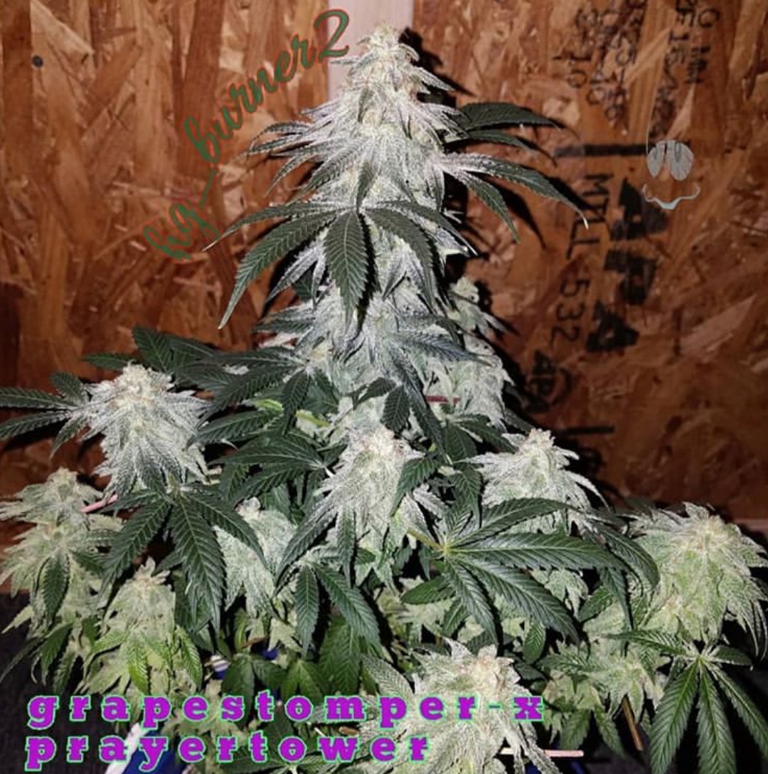 An image of Grape Stomper x Prayer Tower