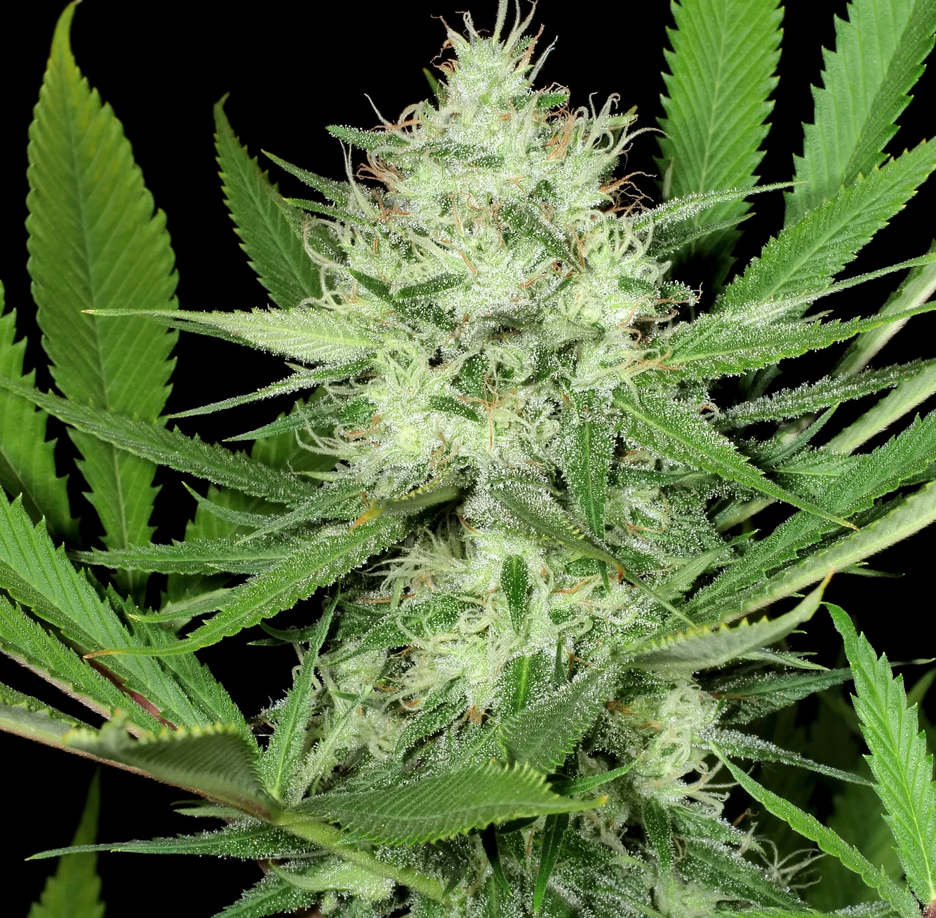 An image of Heavenly Sativa