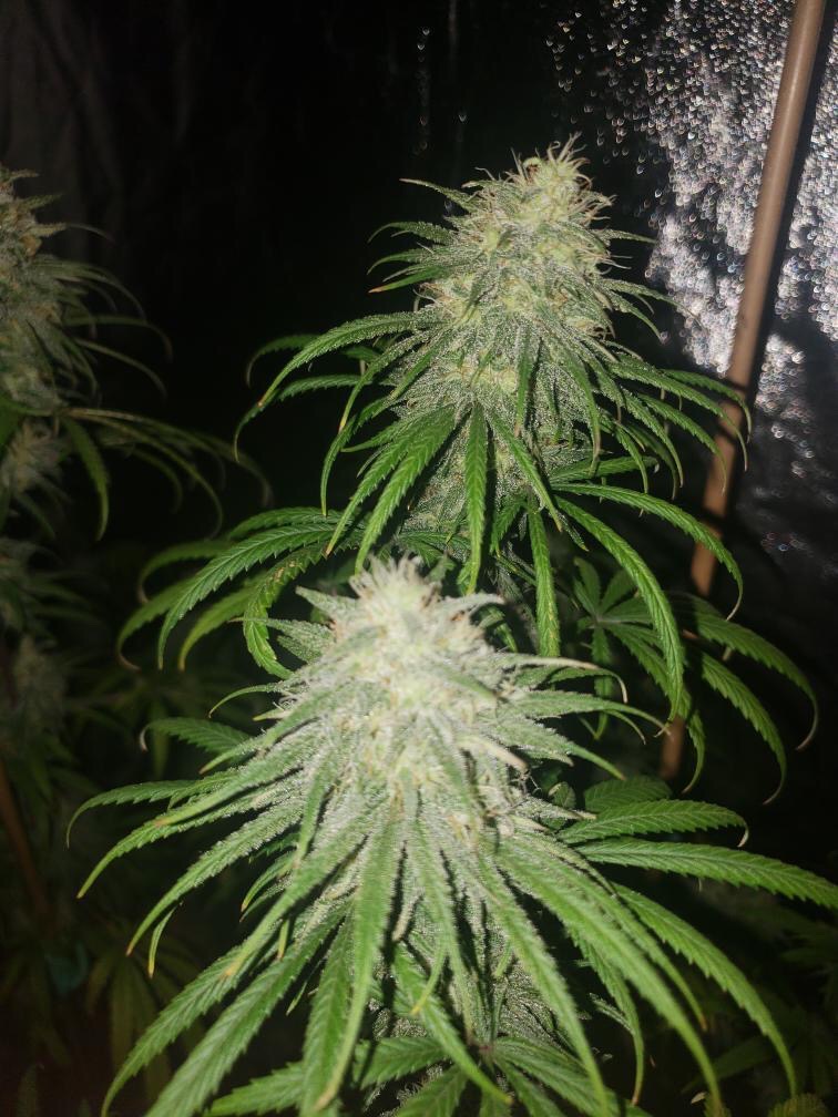 An image of Kashmir Sunshine x Acapulco Gold