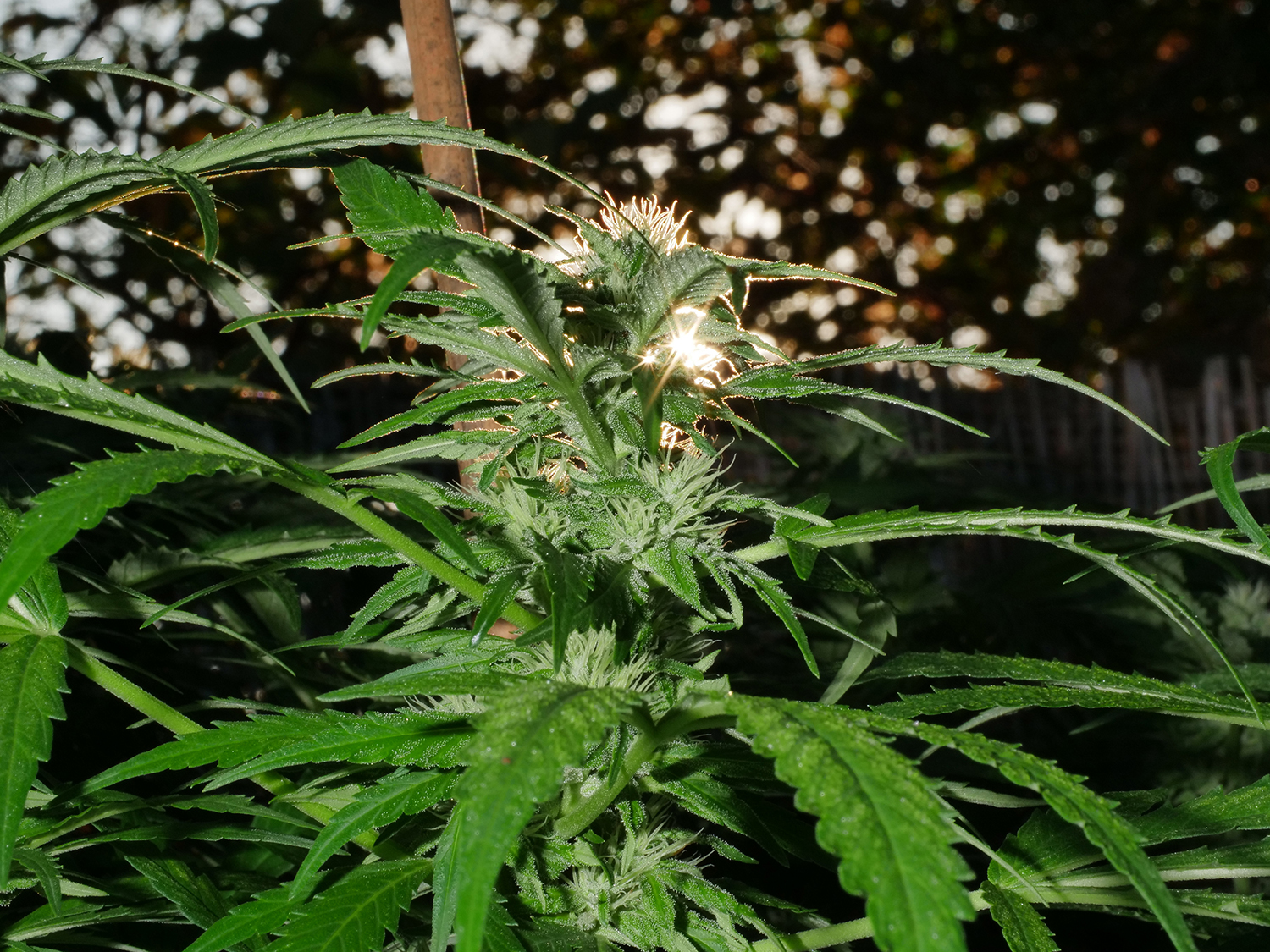 An image of Lambnesia