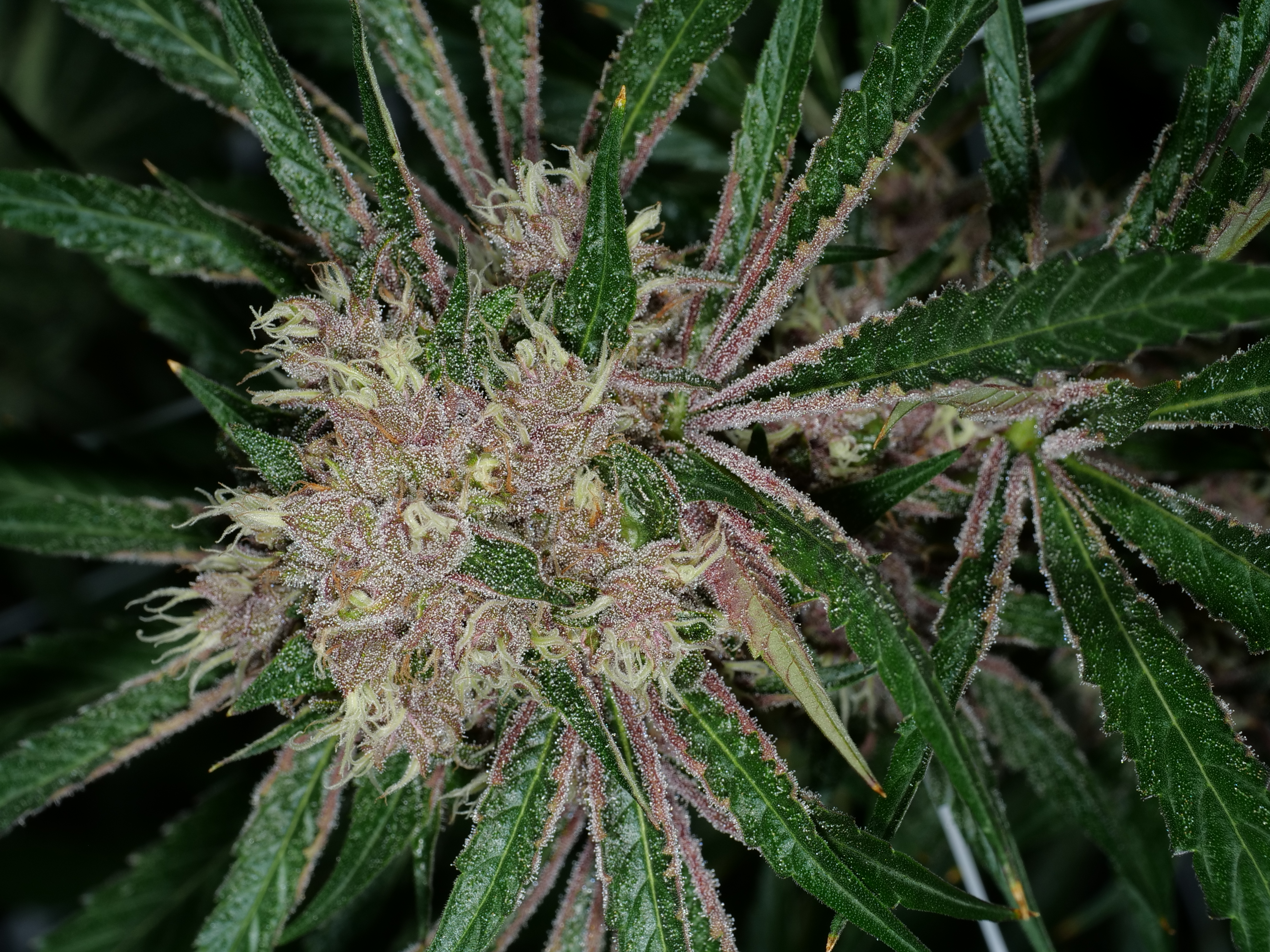 An image of Moby Grape Bx1