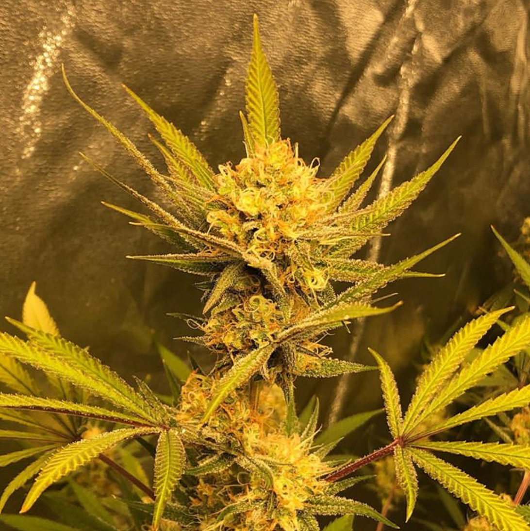 An image of Mr. E OG