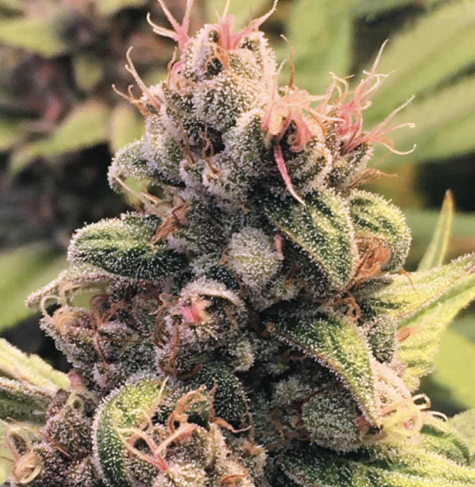 An image of Panama Pupil V2
