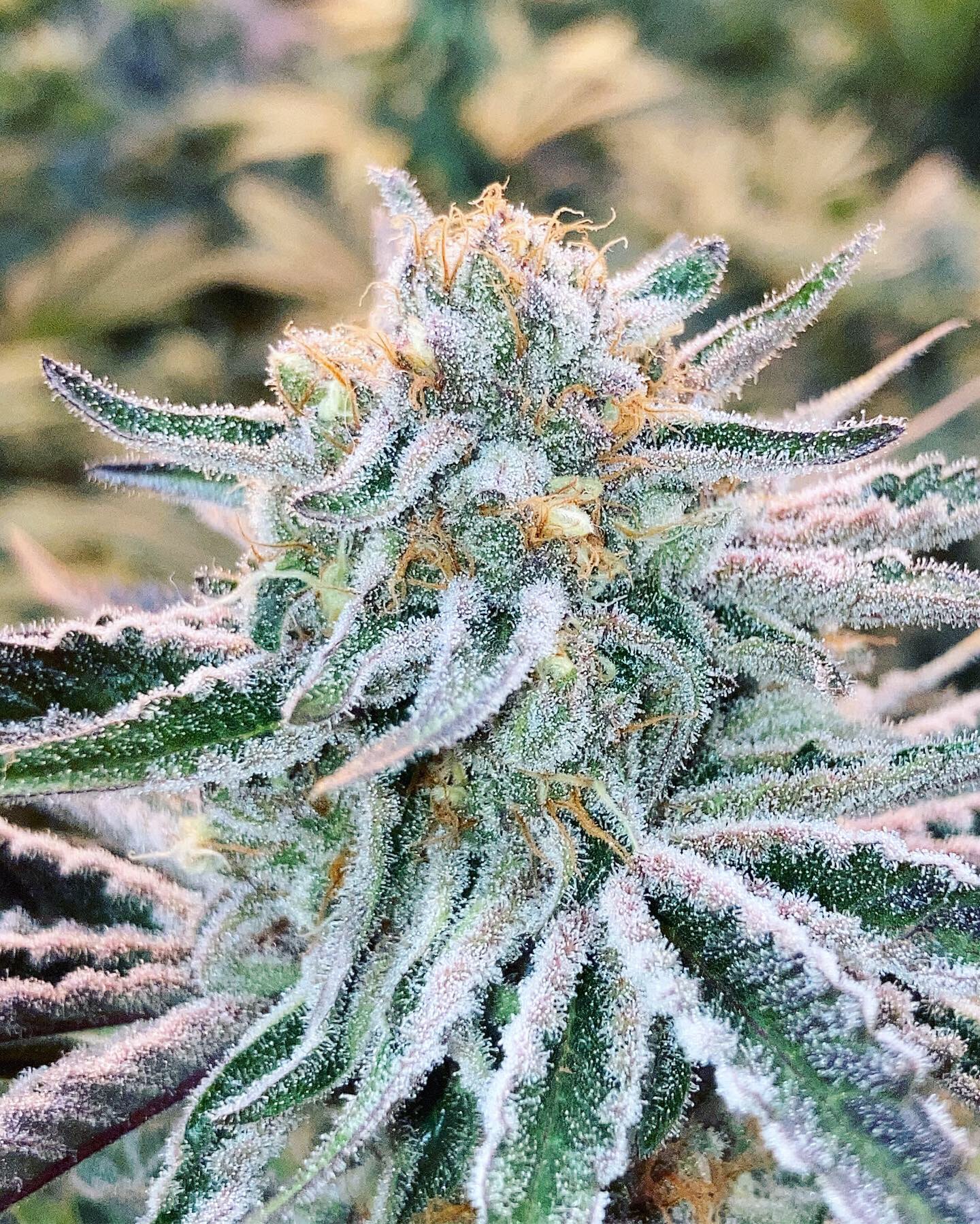 An image of Platinum PuTang Punch