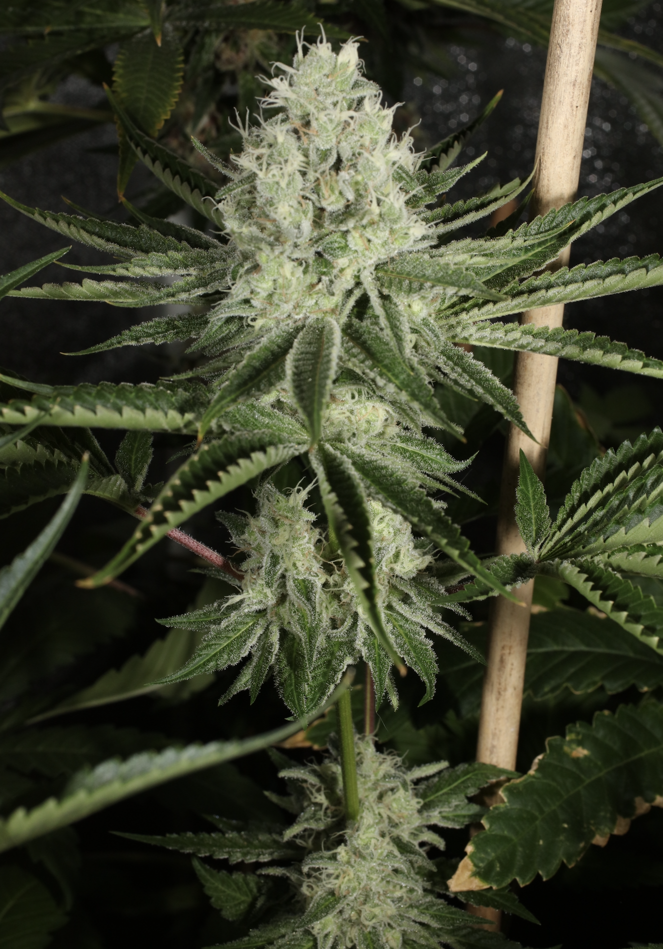 An image of Prayer Glue F2