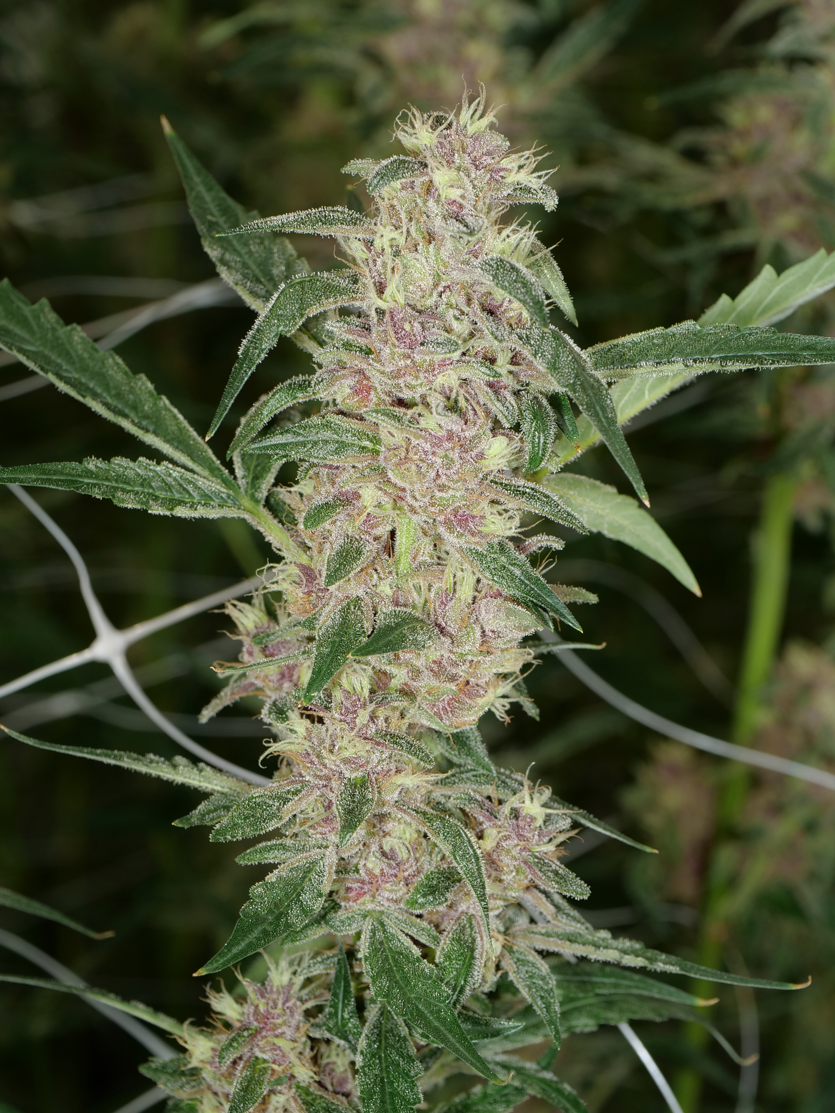 An image of Purple Kernel Haze