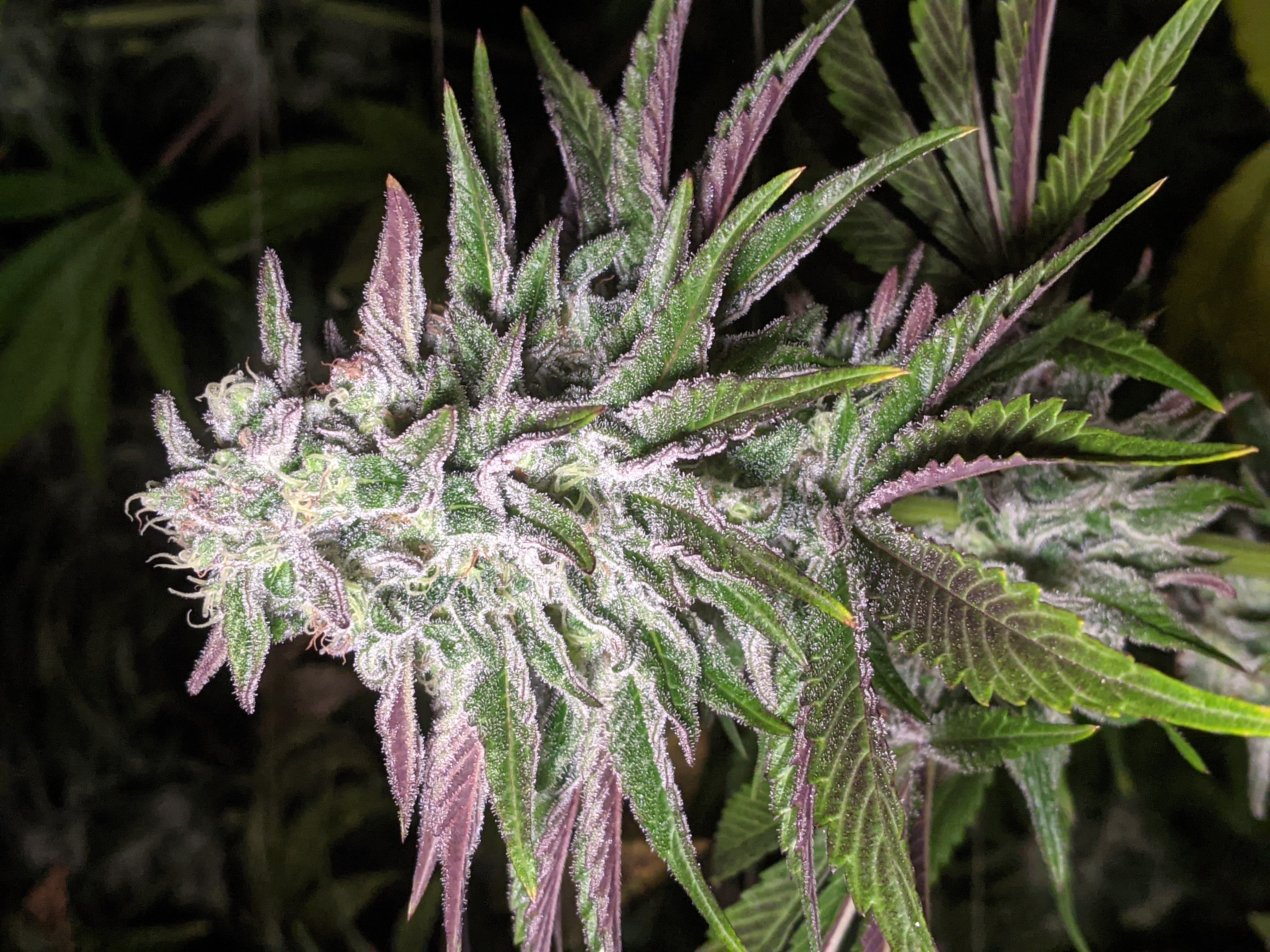 An image of Trainwreck x Anaphylaxis