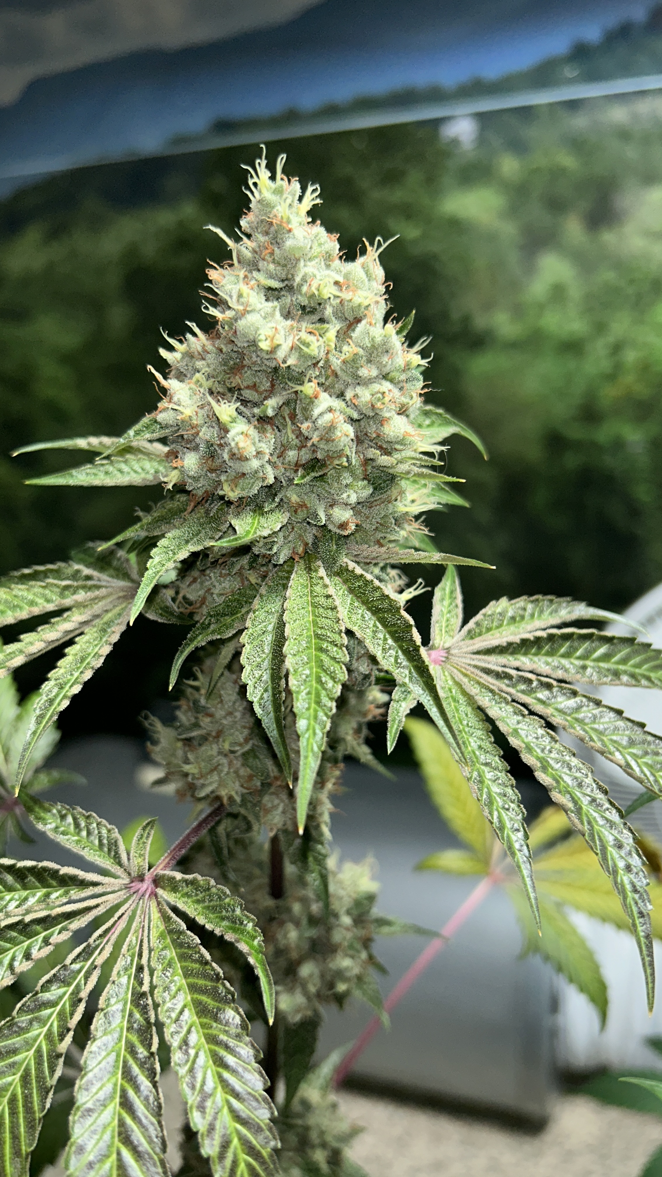 An image of Triangle Kush Bx2