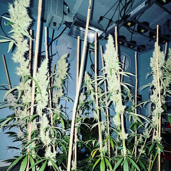 An image of Watermelon Hashplant