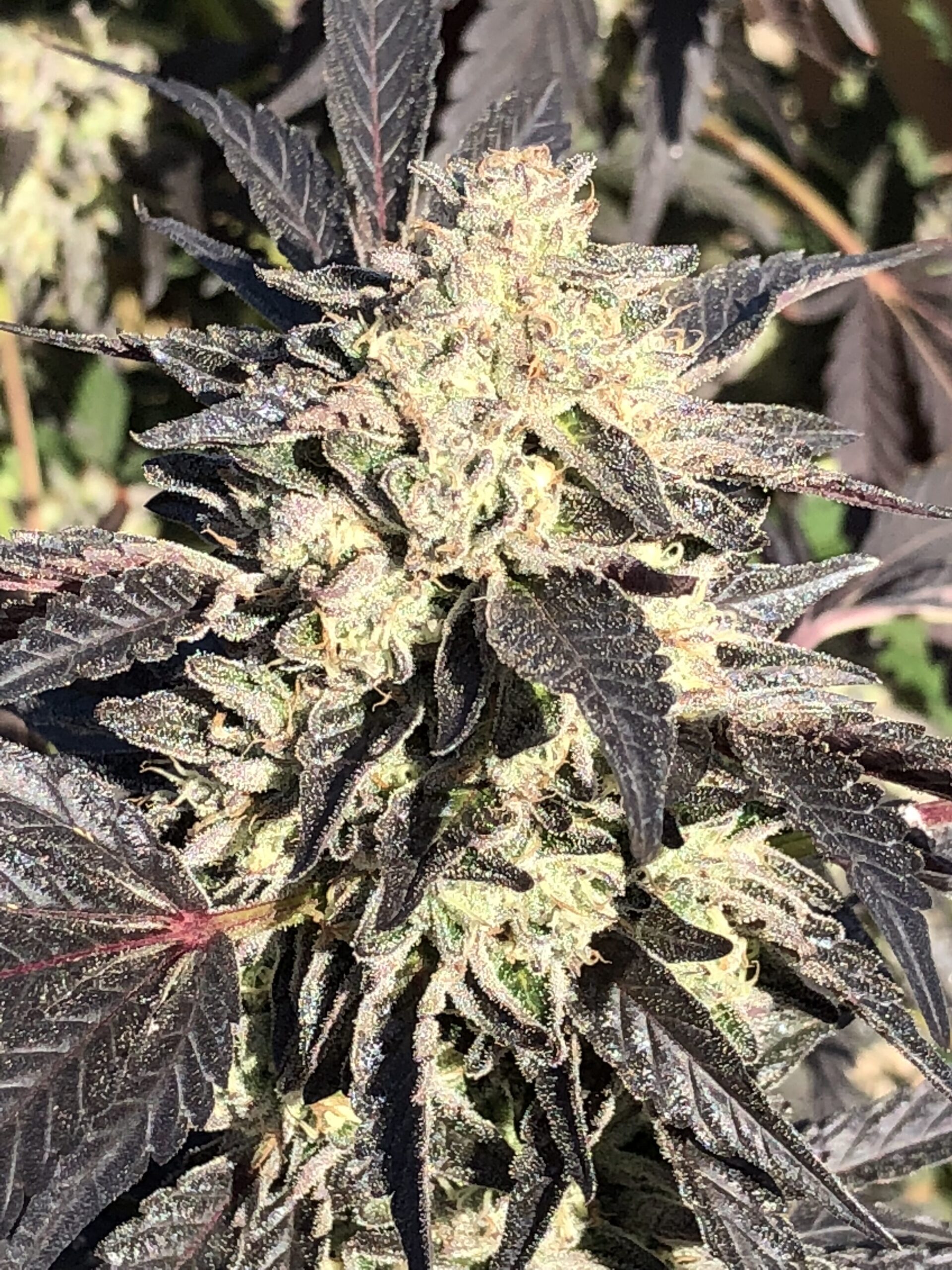 An image of Mint Gelato Sunset