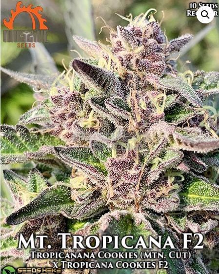 An image of Mt. Tropicana