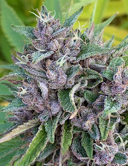 An image of Purple Lemon Chem