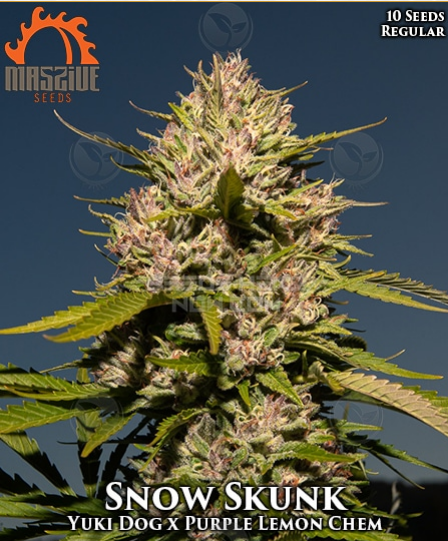 An image of Snow Skunk