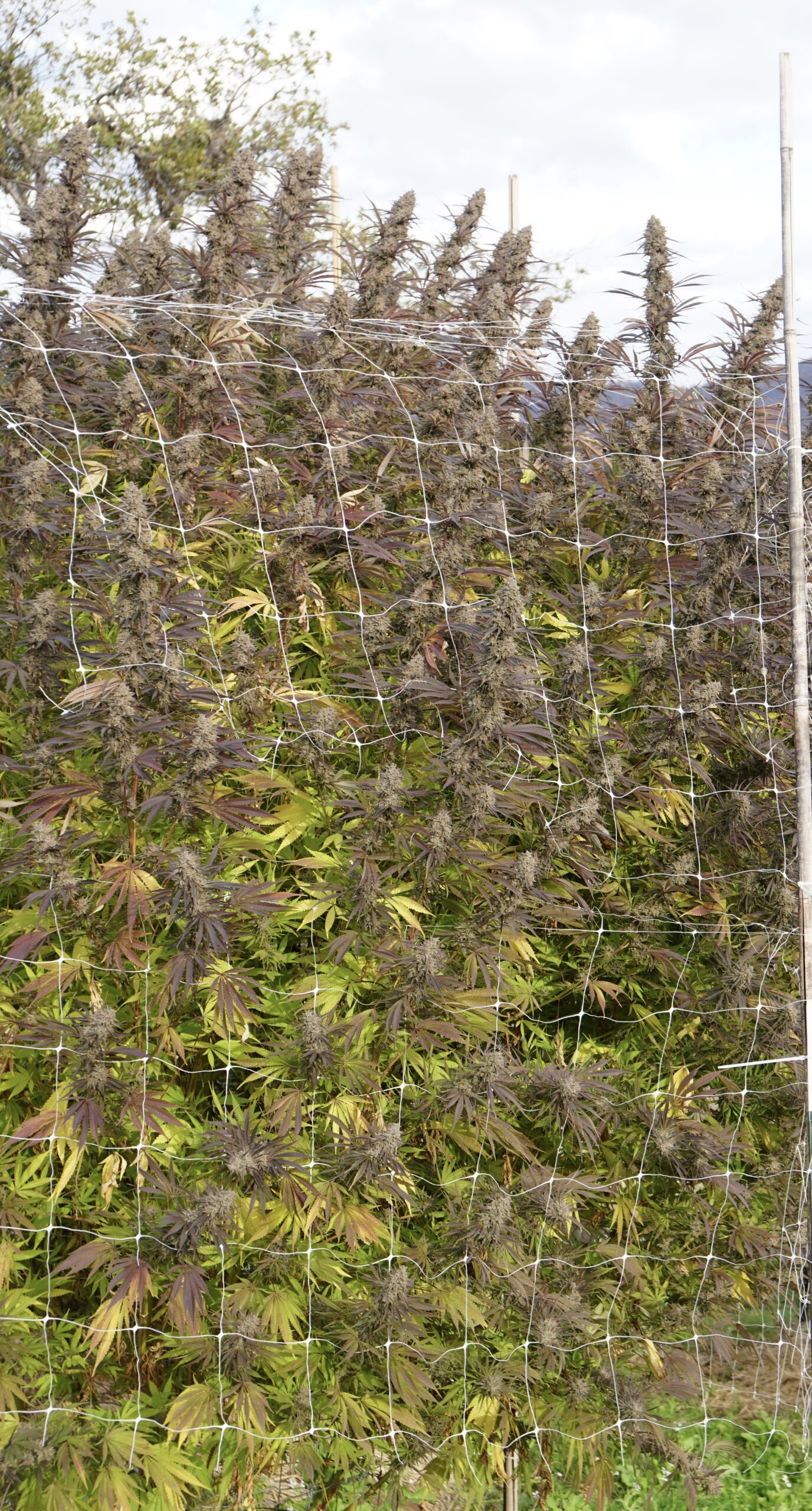 An image of Super Tangie
